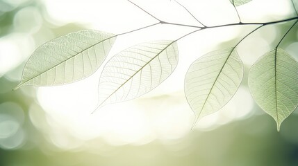 Wall Mural - Translucent leaves on a branch with blurred bokeh background. Nature, calming, organic content