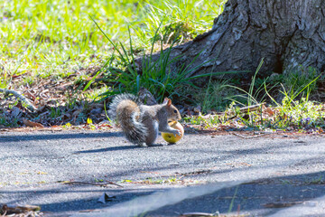 Wall Mural - eastern gray squirrel (sciurus niger), eats an apple.