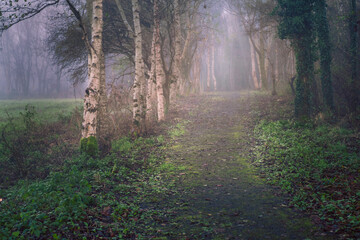 Wall Mural - a path through a forest with foggy mist and leaves on the ground. the path is wet and muddy, and the