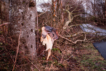 Wall Mural - fallen tree on a footpath in a park. after effect of strong storm or hurricane. damage done by power