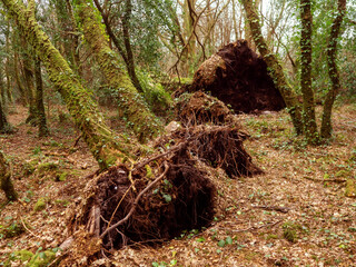 Wall Mural - scene in a forest park after powerful hurricane with trees fallen on the ground. effect of a strong 
