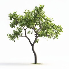 Poster - A digitally rendered image of a young tree with vibrant green leaves, isolated on a pure white background. Perfect for design. Fruit Isolated on a white background. Atemoya Tree