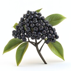 Poster - A bunch of dark berries on a branch with vibrant green leaves, captured in a studio setting against a white backdrop. Fruit Isolated on a white background. Elderberry Fruits