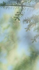 Wall Mural - vertical video, green spruce in bright sunlight, close up. pine forest in summer morning sun rays. l
