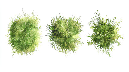 green grass isolated on white background, set of watercolor tree top view for landscape plan and arc