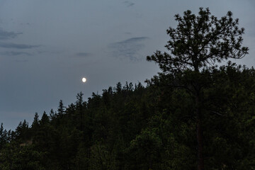 Wall Mural - moon rising over top of a mountain on a summer night with a dark sky and the silhouette of a forest in the foreground
