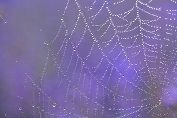 spider web 1326