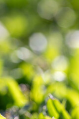 Wall Mural - a blurry image of green leaves with a blurry background