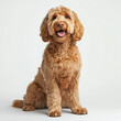 © gfx_yasir - A stock photo features a golden doodle dog sitting up with a happy, open-mouthed expression. Its fluffy, light-brown fur is the focus of the composition