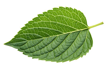 Wall Mural - green leaf isolated on white