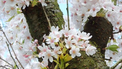 cherry blossom full bloom on the tree in kersenbloesempark or bloesempark in netherlands. blooming w