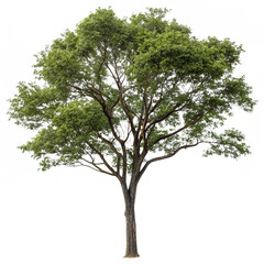 a single large tree isolated on white background with green leaves and a thick trunk