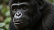 © mysa - Close-up of a pensive gorilla head, showcasing intricate facial features and deep, amber eyes within lush green foliage