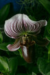 © SHELL - Orchid- Paphiopedilum vexillarium