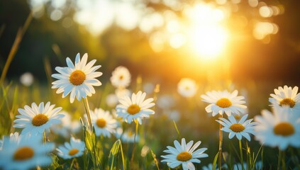 Poster - White daisy flowers blooming in spring meadow at sunset