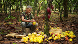An asian cacao farmer harvesting wet white cocoa beans from pods on a plantation