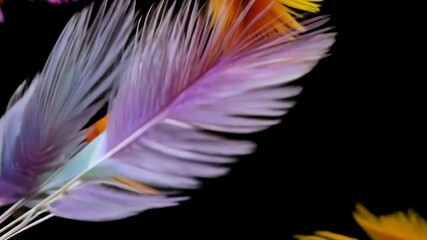 Poster - A purple feather is shown on a black background. The feather is the main focus of the image