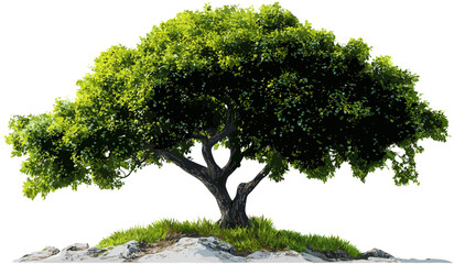 Wall Mural - big tree vector growth cut-out png, transparent background, isolated tree, nature symbol, plant silh
