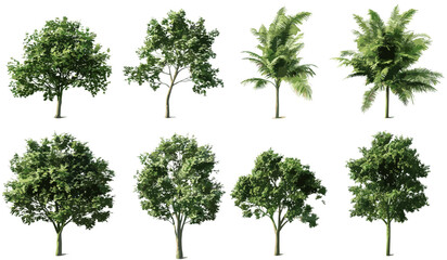 Wall Mural - tropics vector collection, green trees shapes set, cutout trees, transparent background png, tropica