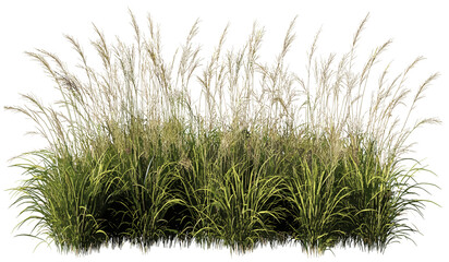 vector long grass field, prairie cut-out, transparent png, green meadow, wild grass, natural open fi