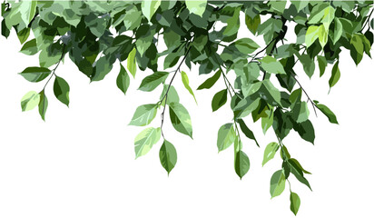 Wall Mural - leafy branches vector png, transparent background, nature elements, green tree leaves, foliage, eco-