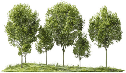 Wall Mural - landscaped vector trees, cutout backgrounds png, outdoor shapes, nature silhouettes, green foliage, 