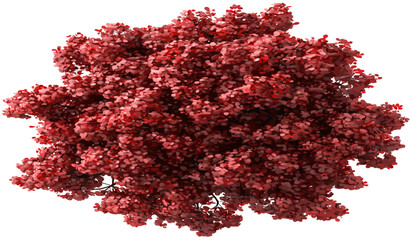 Wall Mural - autumn leaves vector, red tree leaves, cutout png, top view leaves, transparent background, fall tre