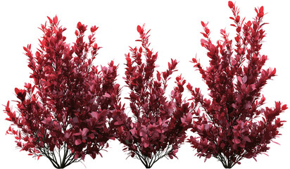 Wall Mural - vector red shrubs plants, transparent background, png file, cutout design, nature elements, garden d