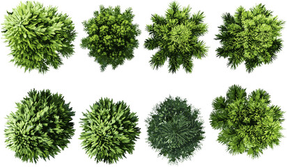 Wall Mural - vector top view conifers tree collection, transparent background, png, pine trees, spruce, evergreen