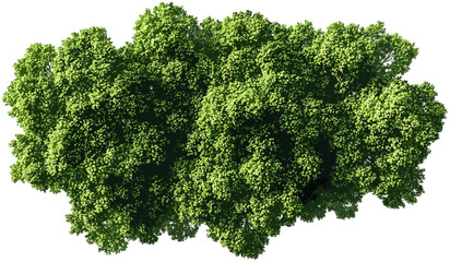 Wall Mural - top view vector of serenity green trees on transparent png, peaceful nature, green landscape, lush f