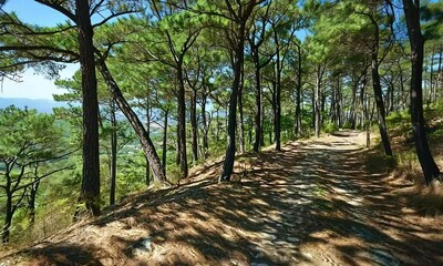 Wall Mural - Scenic Forest Trail through Tall Pine Trees in Lush Green Mountain Landscape under Clear Blue Sky