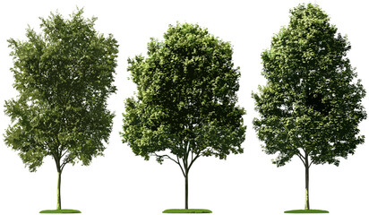 Wall Mural - tree silhouette, vector art shapes, decorative trees, tree vector, organic designs, nature vector, b