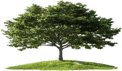 Wall Mural - vector tree standing in woods on grass fields isolated, transparent background png, nature scene, ou