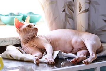 Aufkleber - A domestic cat relaxing on a table beside an open window.