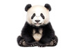 © Humoresque - Serene studio portrait of a fluffy panda bear