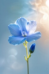 Poster - Delicate blue flower with soft petals stands against a blurred background during golden hour light