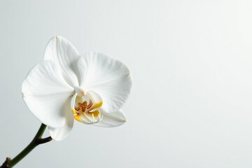 Wall Mural - delicate white orchid blossom against pure white backdrop, botanical, summer, isolated