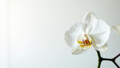 Wall Mural - delicate white orchid blossom, pristine petals against pure white , floral, photography