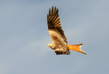 Wall Mural - portrait of a red kite in flight against blue sky