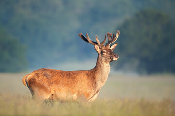 Wall Mural - Portrait of a red deer stag with velvet antlers in summer