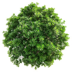 Wall Mural - png green tree view top illustration.