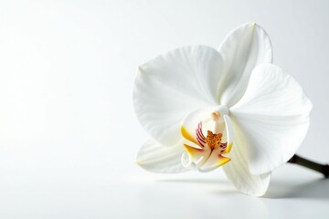 Wall Mural - delicate white orchid blossom against pure white backdrop, elegant, macro