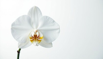 Wall Mural - delicate white orchid blossom, pristine petals against pure white , summer, white background, organi