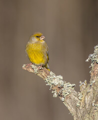  European Greenfinch   in winter at a wetland