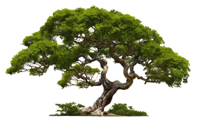 Wall Mural - png tree bonsai plant