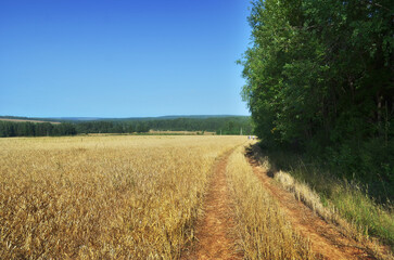 Wall Mural - a field road runs along a field on the edge of a forest.