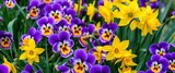 Close-up view of vibrant yellow daffodils and purple pansies blooming in spring, insects, garden