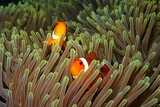 Two orange nemo clown fish (anemonefish) in the green anemone. Pair of nemo fishes in the anemone home. Colorful tropical reef scenery during scuba diving.