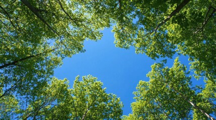 Wall Mural - looking up through tree canopy at a clear, vibrant blue sky. use for nature, environment, or concept