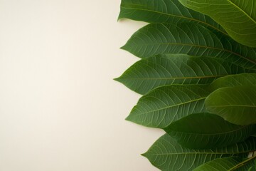 Poster - A collection of lush green Javanese treebine leaves features intricate vein patterns and textures arranged on a solid white backdrop, emphasizing natural beauty